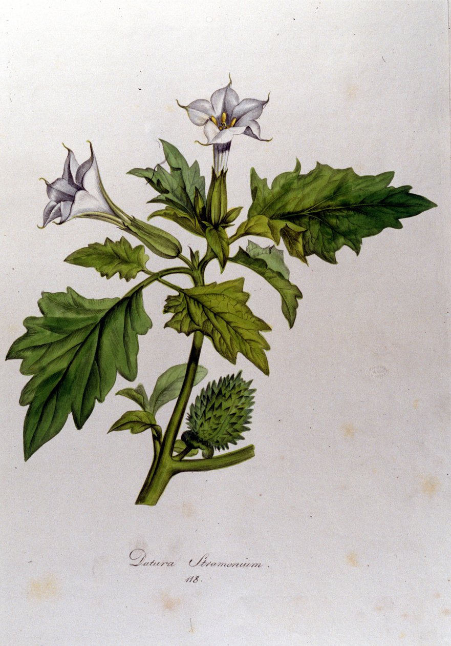 Tablica botaniczna: Datura Stramonium (Datura stramoine lub stramoine officinale). Grawer „Flora Monacensis” Franza von Paula Schrank (1747-1835), niemieckiego przyrodnika, Monako 1816. autorstwa Anonymous Anonymous