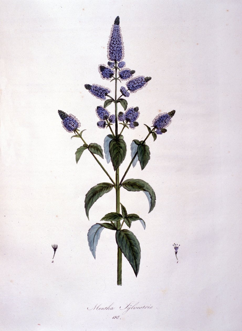 Deska botaniczna: dzika mięta (mentha sylvestris). Grawerowanie z XIX wieku. autorstwa Anonymous Anonymous