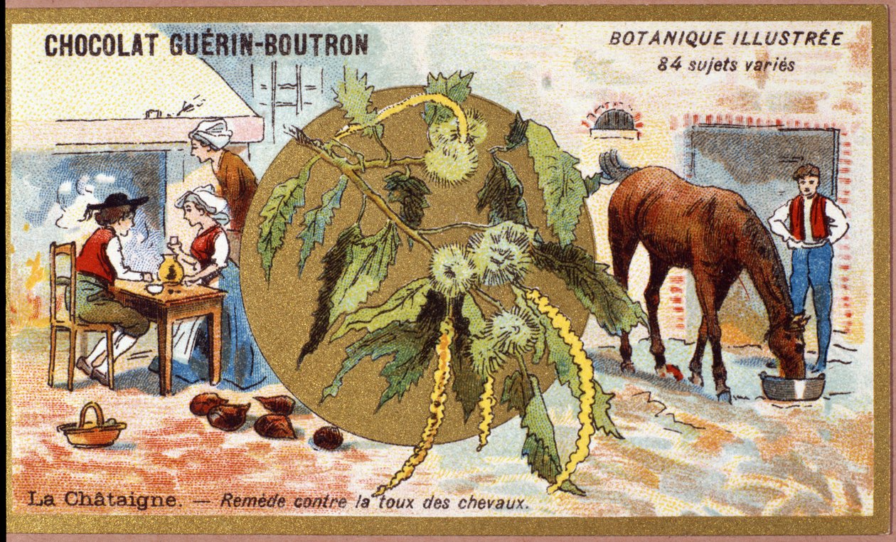 La Chestaigne: lekarstwo na kaszel koni. Grawerowanie (chromo). Chromolitografia reklamowa czekoladek Guerin-Boutron, koniec XIX wieku. Illustree seria botaniczna. autorstwa Anonymous Anonymous