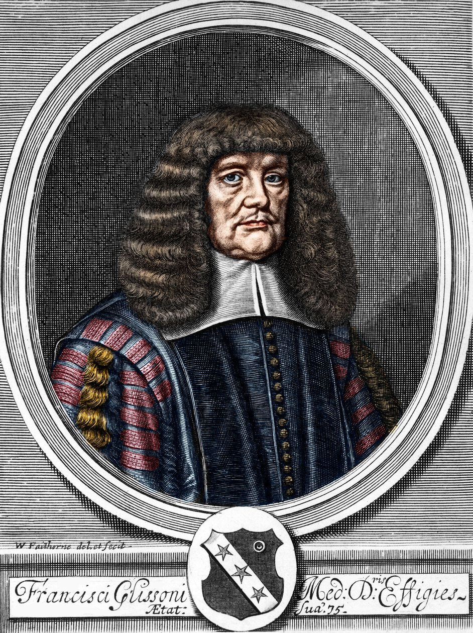 Portret Francisa Glissona (1599-1677) Brytyjskiego lekarza, anatoma. autorstwa Anonymous Anonymous