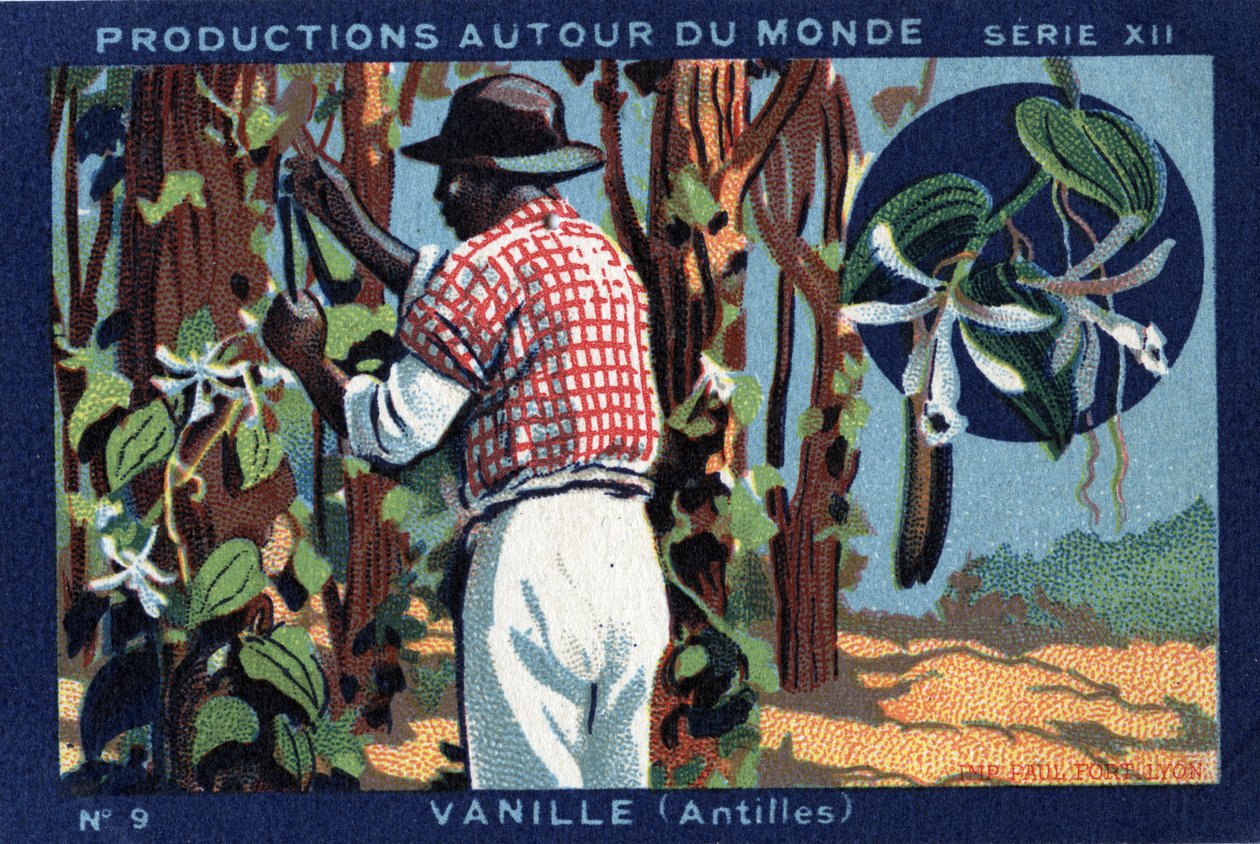 Produkcje na całym świecie: Vanilla w Indiach Zachodnich. Chromolitografia z 1933 roku w „Albumie Josepha-Milliata”” autorstwa Anonymous Anonymous