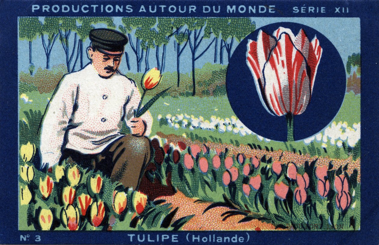 Produkcje na całym świecie: tulipan w Holandii. Chromolitografia z 1933 roku w „Albumie Josepha-Milliata”” autorstwa Anonymous Anonymous