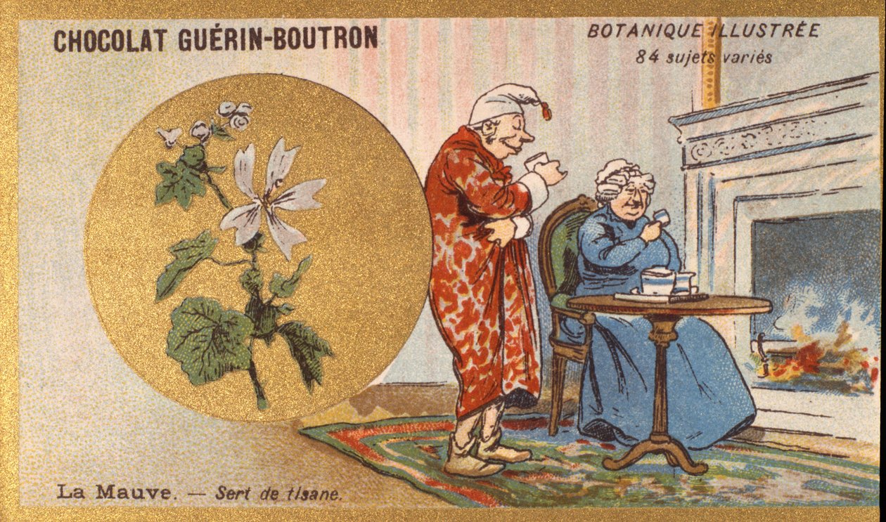 Fiolet to herbata ziołowa. Grawerowanie (chromo). Chromolitografia reklamowa czekoladek Guerin-Boutron, koniec XIX wieku. Illustree seria botaniczna. autorstwa Anonymous Anonymous