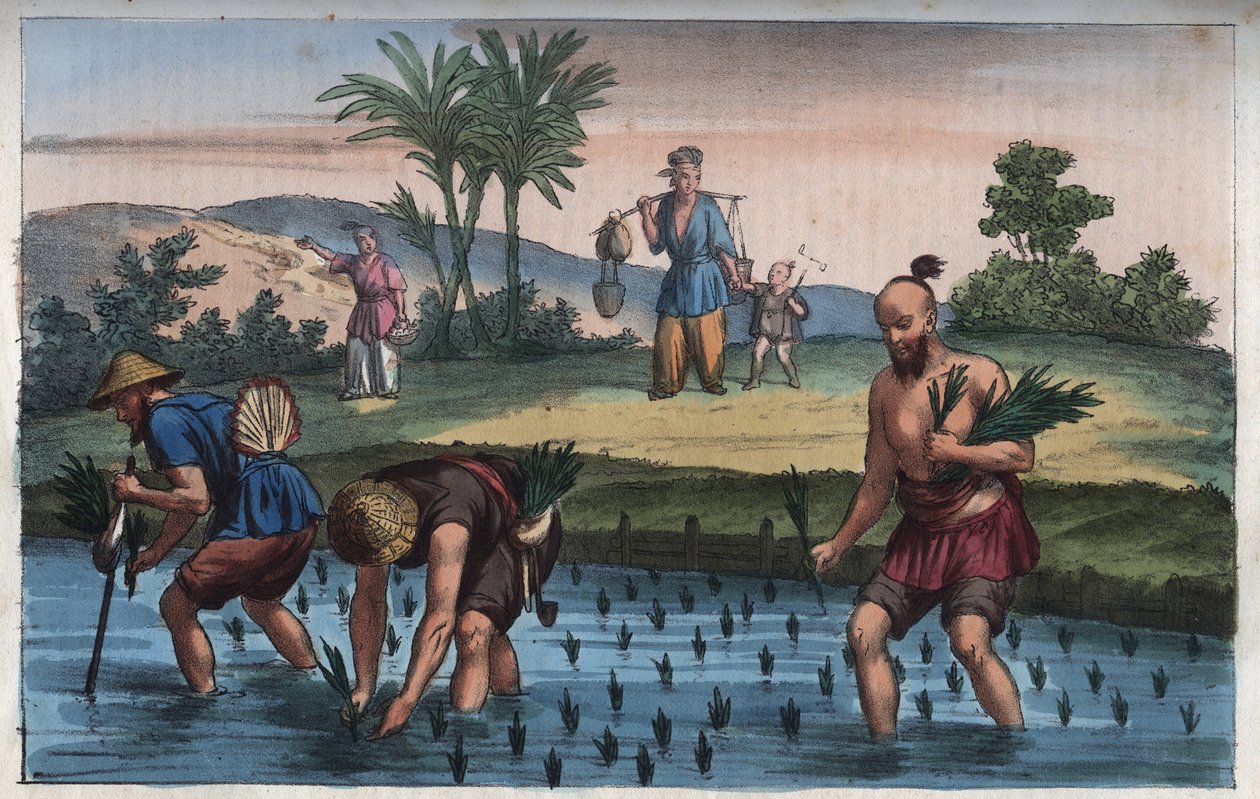 Plantacja ryżu, chiny (la rice) - grawer z „” Zwyczajów i Tradycji Wszystkich Ludów Wszechświata. Czyli Historia rządu, praw, milicji, religii wszystkich narodów od czasów najdalszych do dnia dzisiejszego „1856 autorstwa Anonymous Anonymous