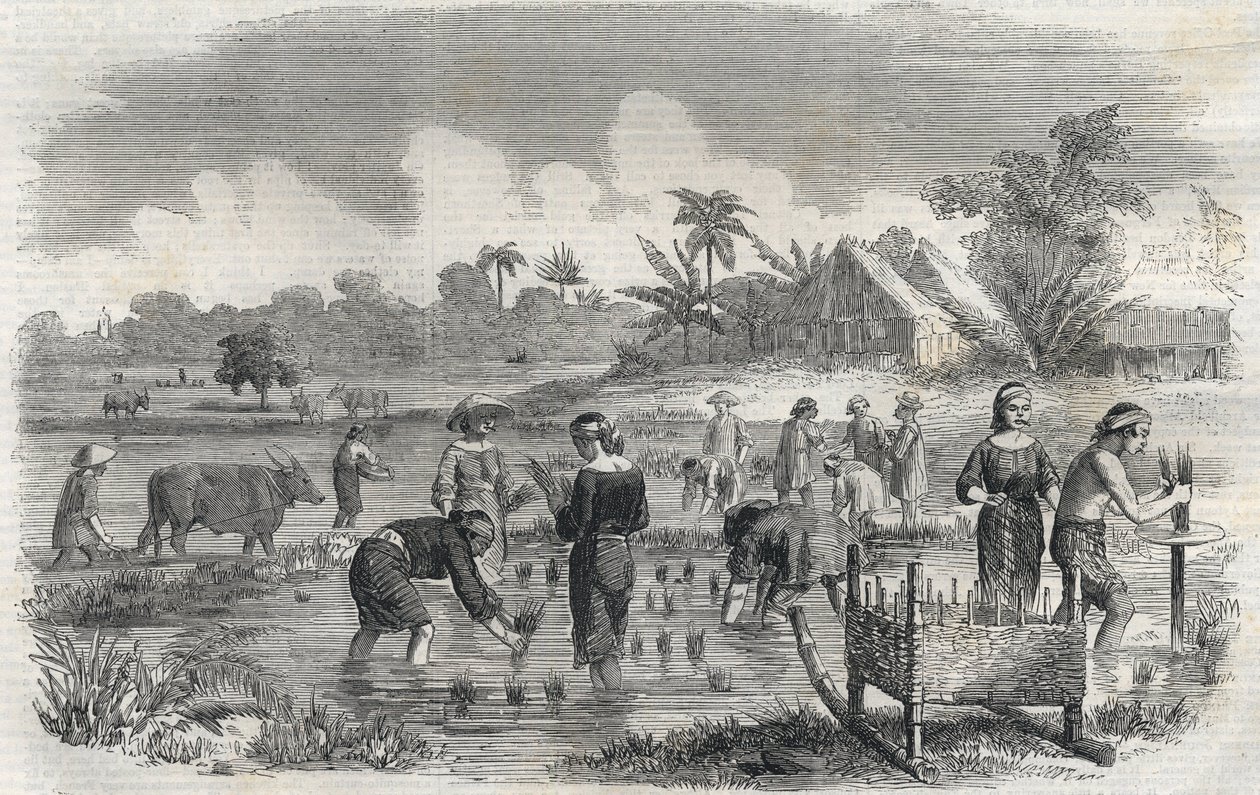 Uprawa ryżu w Manili (Manilla) na Filipinach w 1864 roku. (Sadzenie ryżu w Manili) Anonimowe grawerowanie. Prywatna kolekcja. autorstwa Anonymous Anonymous