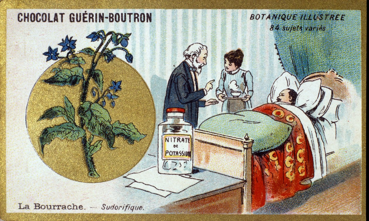 Ogórecznik, napotny. Grawerowanie (chromo). Chromolitografia reklamowa czekoladek Guerin-Boutron, koniec XIX wieku. Illustree seria botaniczna. autorstwa Anonymous Anonymous