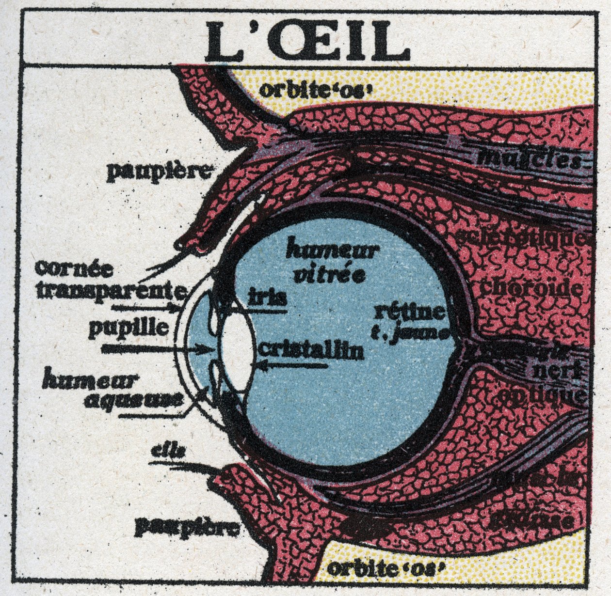 Oko: przekrój oka ludzkiego. Anonimowa ilustracja z 1925 r. Ze zbiorów prywatnych. autorstwa Anonymous Anonymous