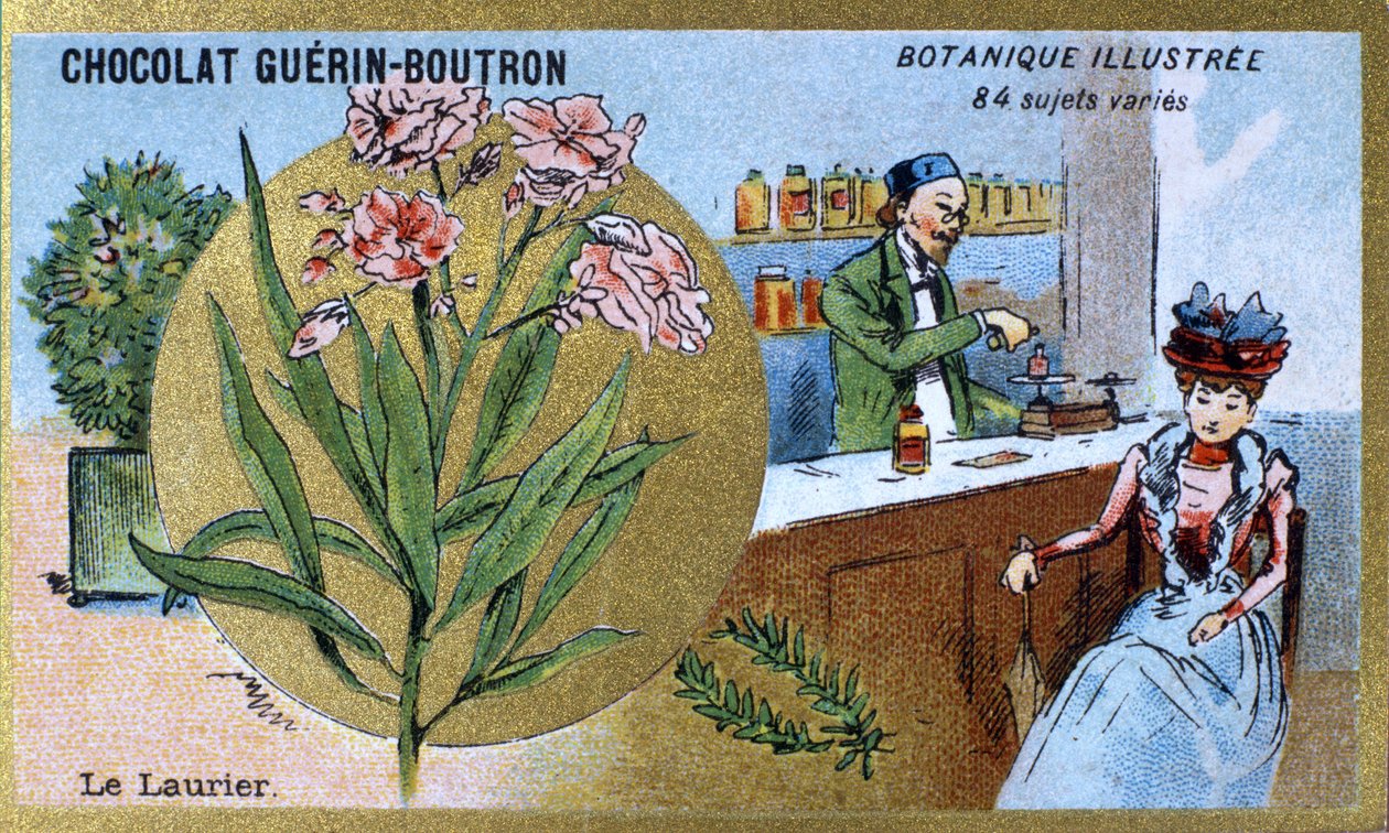 Wawrzyn. Grawerowanie (chromo). Chromolitografia reklamowa czekoladek Guerin-Boutron, koniec XIX wieku. Illustree seria botaniczna. autorstwa Anonymous Anonymous