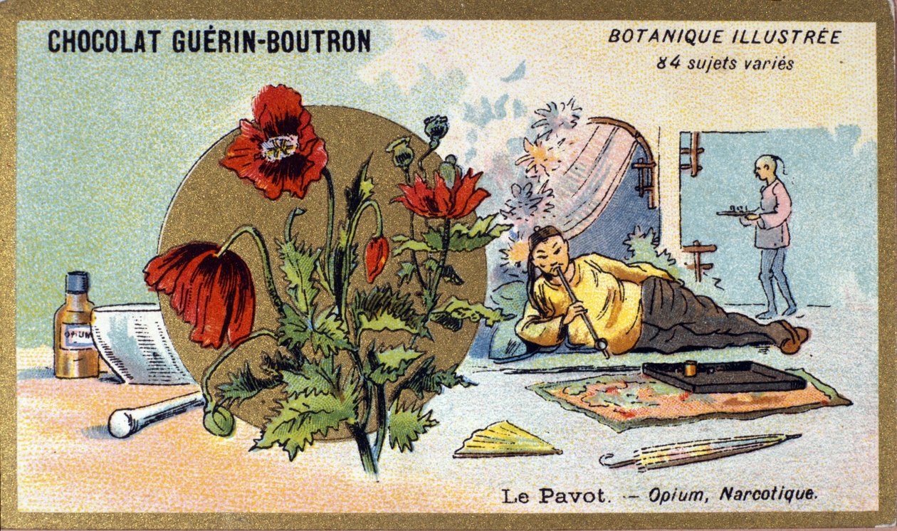 Mak: opium, narkotyk. Grawerowanie (chromo). Chromolitografia reklamowa czekoladek Guerin-Boutron, koniec XIX wieku. Illustree seria botaniczna. autorstwa Anonymous Anonymous