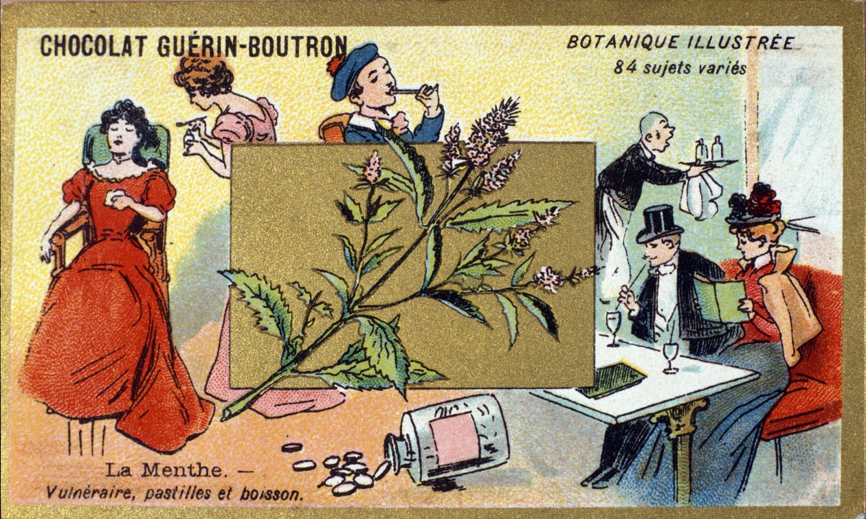 Wrażliwa mięta, pastylki i napój. Grawerowanie (chromo). Chromolitografia reklamowa czekoladek Guerin-Boutron, koniec XIX wieku. Illustree seria botaniczna. autorstwa Anonymous Anonymous
