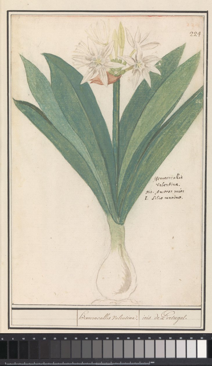 Amarylis (Hippeastrum) heromocallis Walentyna / irys z Portugalii (tytuł na obiekcie) autorstwa Anselmus Boëtius de Boodt