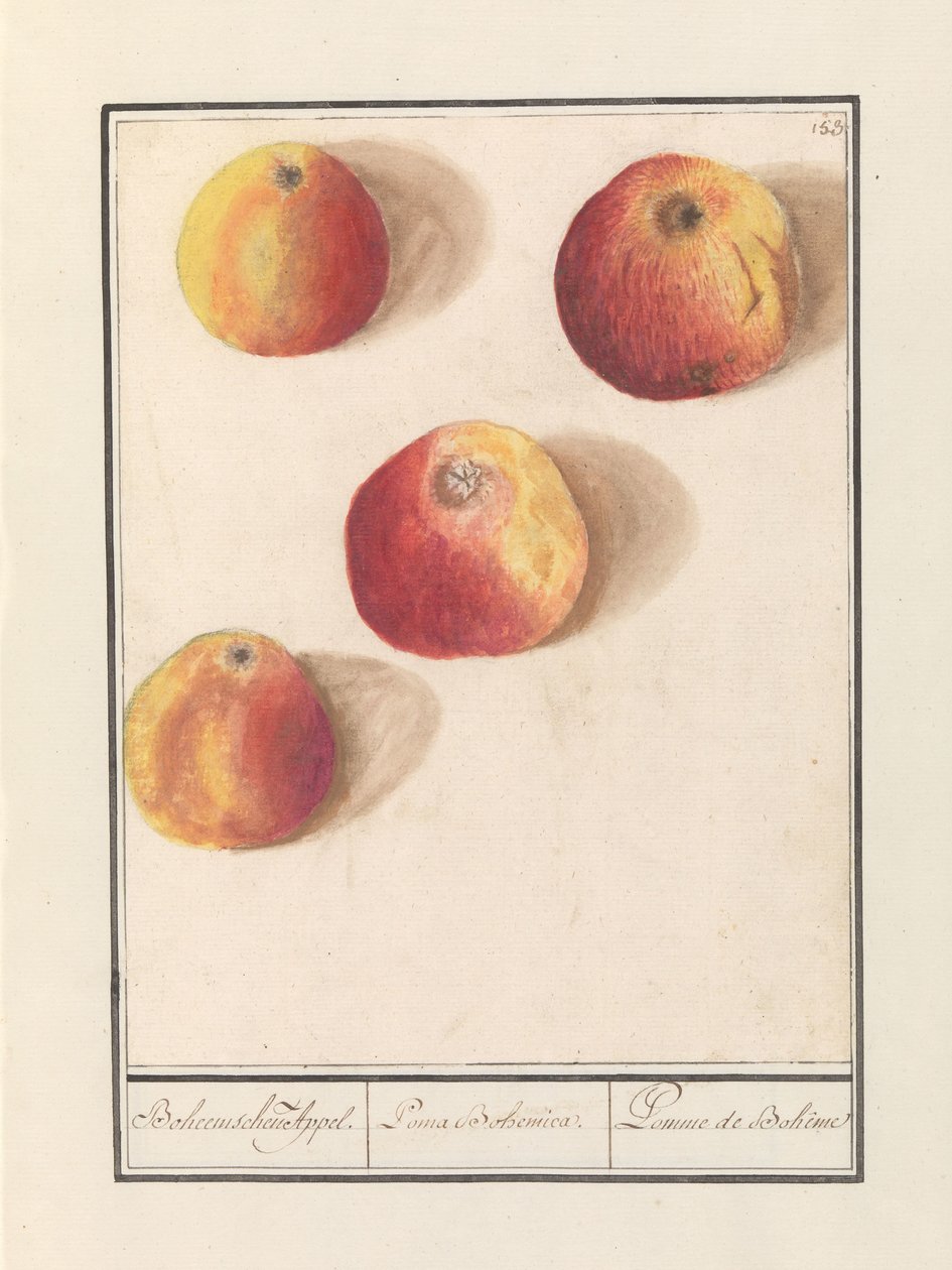 Jabłko (malus domestica) Czeski urok. / Poma Bohemica. / Pomme de Bohême (tytuł na obiekcie) autorstwa Anselmus Boëtius de Boodt