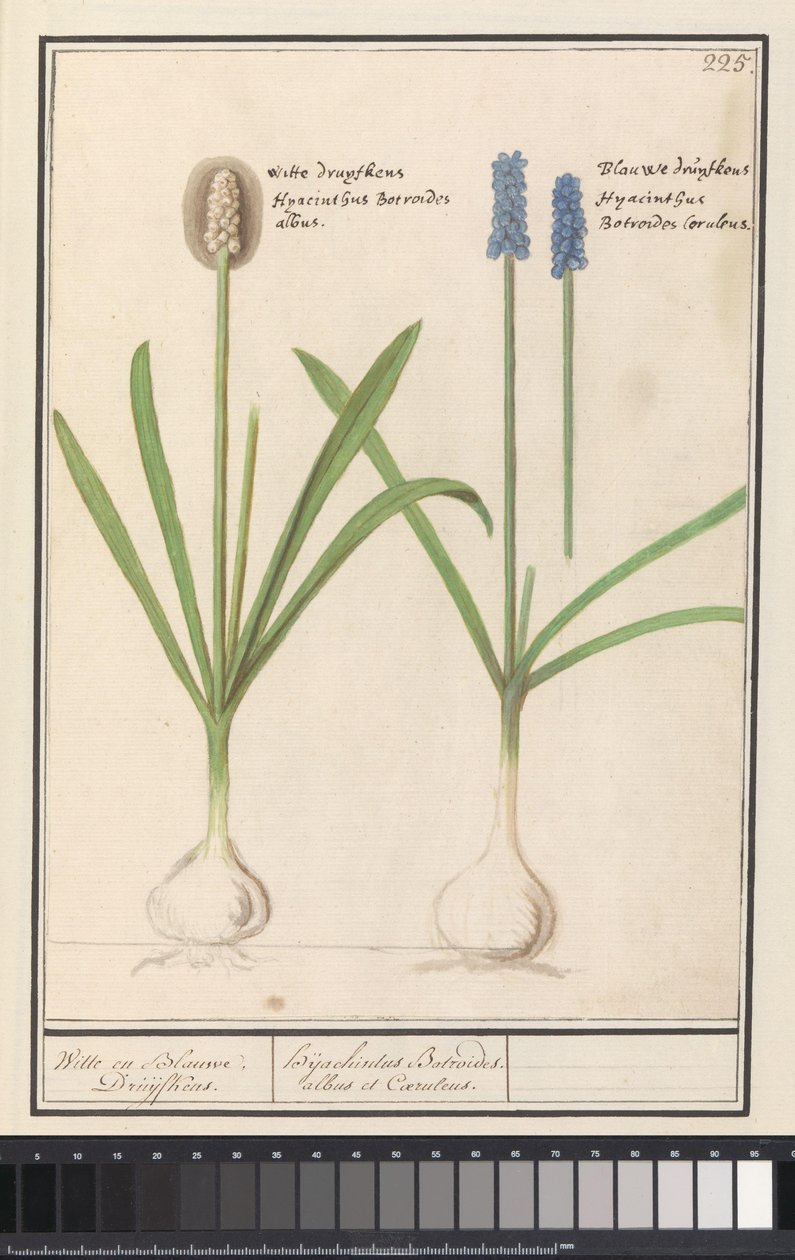 Hiacynty winogronowe (Muscari botryoides) Białe i niebieskie Druijfkeny. / Dhijachintus Botroides. albus et coeruleus (tytuł na przedmiocie) autorstwa Anselmus Boëtius de Boodt