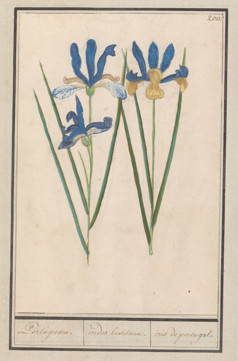 Blauwe lis (Iris sibirica) Portugalczycy. / irides lusitanae. / tęczówka Portugalia. (tytuł na obiekcie) autorstwa Anselmus Boëtius de Boodt