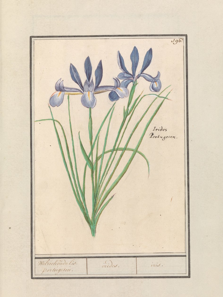 Irys niebieski (Iris sibirica) Pachnący irys. portugalski. / irydy. / tęczówka. (tytuł na obiekcie) autorstwa Anselmus Boëtius de Boodt