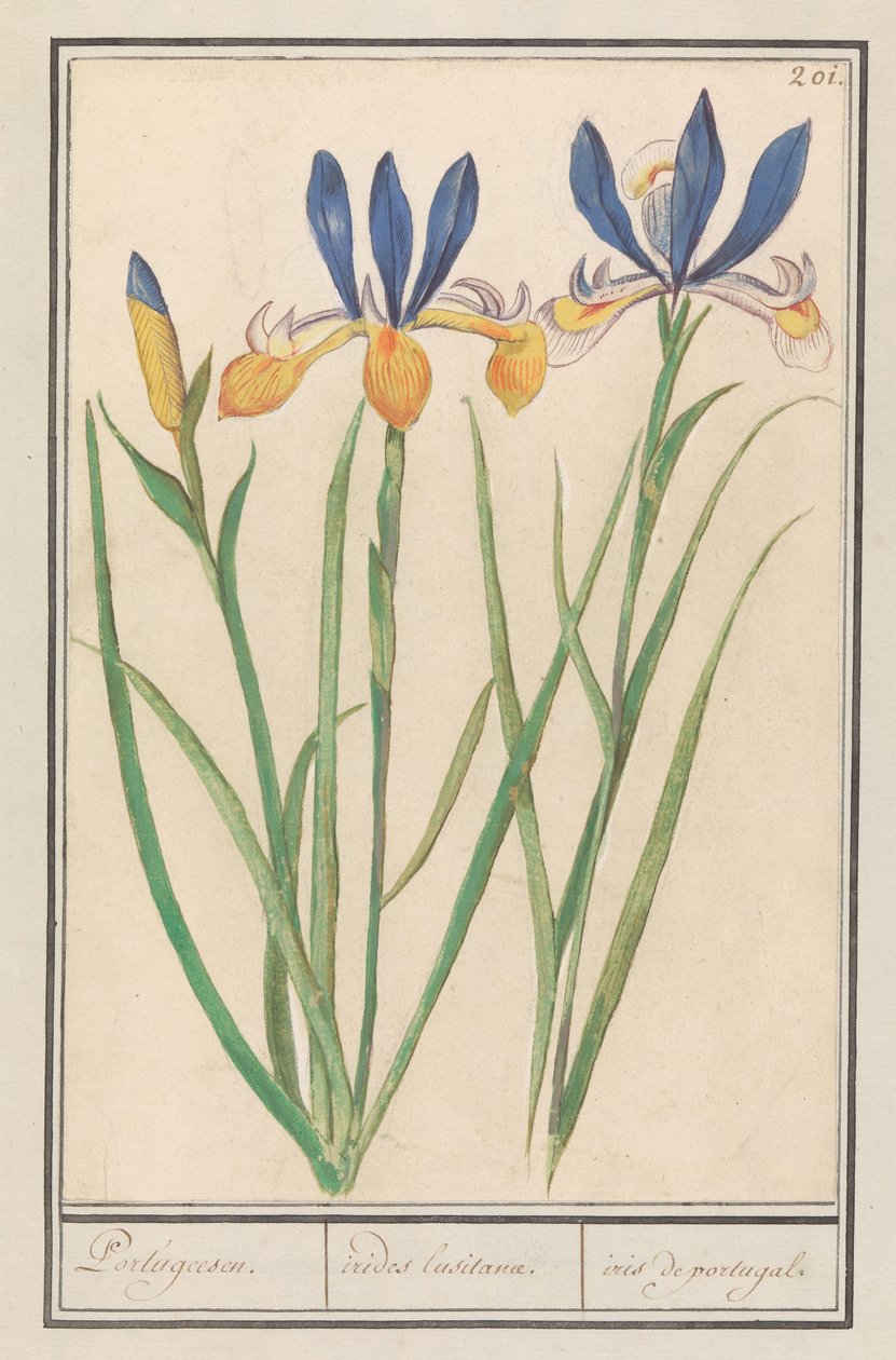 Blauwgele lis (kosaciec syberyjski) portugalski / Tęcze luzytańskie / irys z Portugalii (tytuł na obiekcie) autorstwa Anselmus Boëtius de Boodt