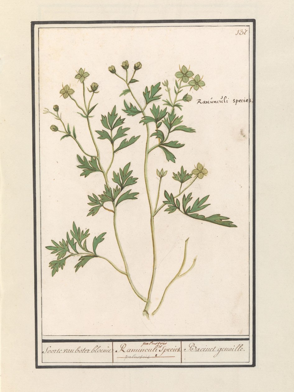 Jaskier (Jaskier) Gatunek Jaskier / Gatunek Ranunculi palustris. / Genoille Bacineta. (tytuł na obiekcie) autorstwa Anselmus Boëtius de Boodt
