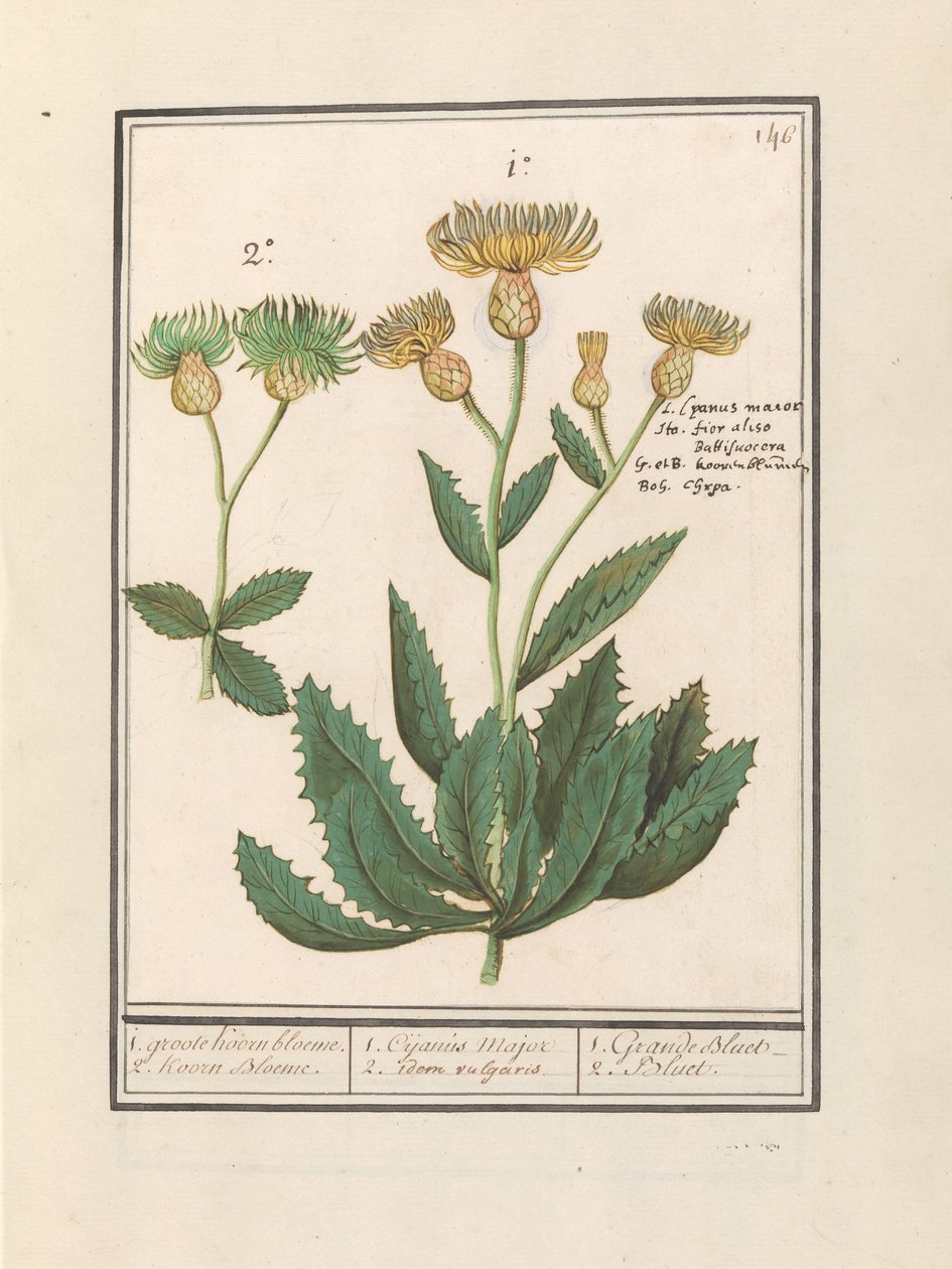 Centaury (Centaurea) 1. duży chaber. 2. Korn Bloeme. / 1. Cijanus Major / 2. jw. pospolite. / 1. Grande bluet. / 2. Niebieska. (tytuł na obiekcie) autorstwa Anselmus Boëtius de Boodt