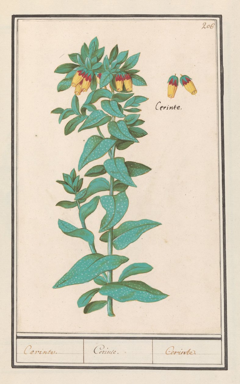 Cerinthe (Cerinthe major) Wymagania. / Wymagania. / Wymagania. (tytuł na obiekcie) autorstwa Anselmus Boëtius de Boodt