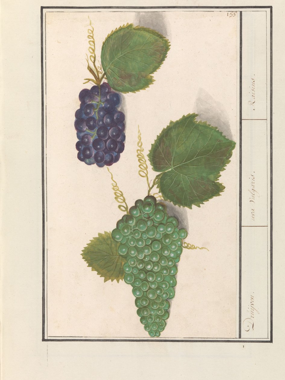 Druif (Vitis vinifera) Druijven. /Uva Vulgaris. / Rodzynki (tytuł na obiekcie) autorstwa Anselmus Boëtius de Boodt