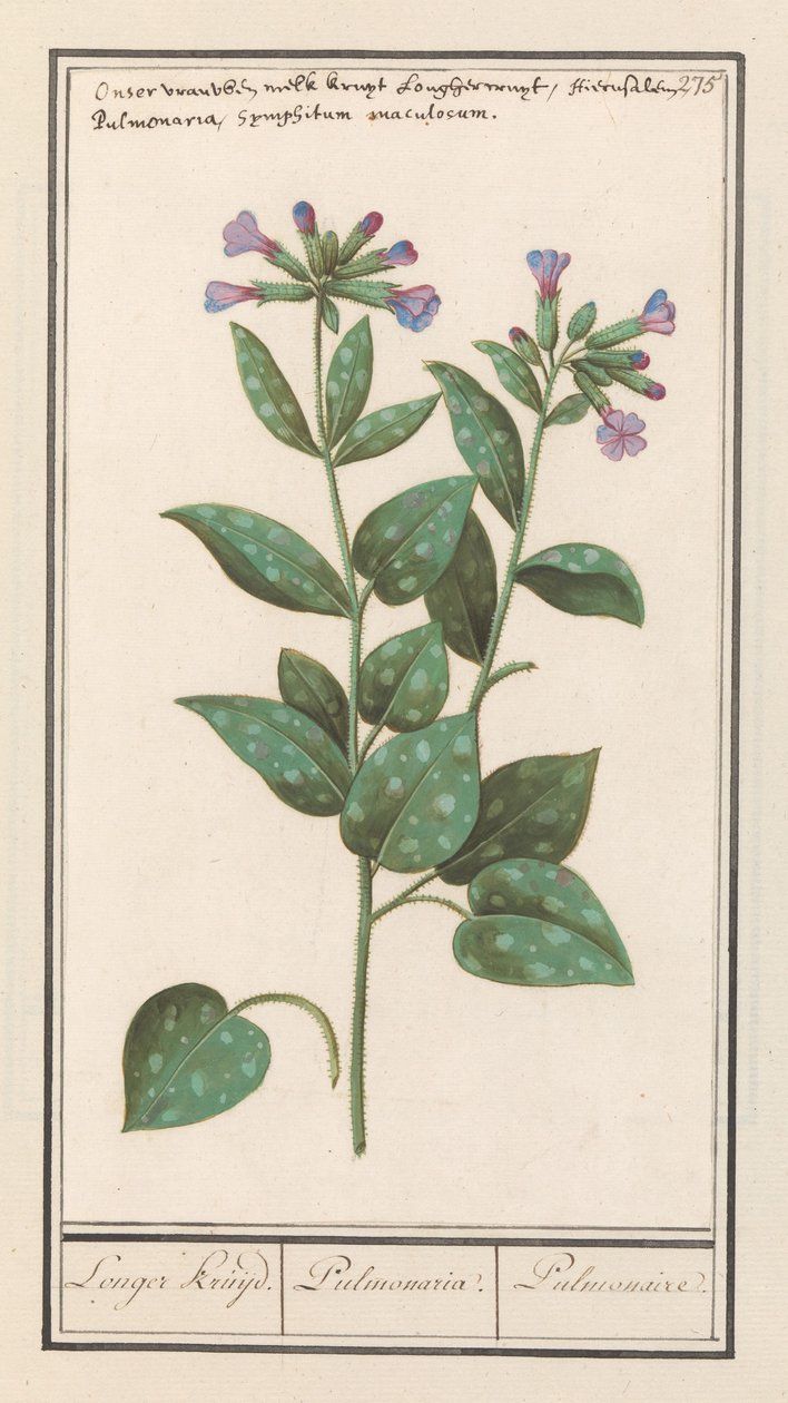 Miodownik plamisty (Pulmonaria officinalis) Dłuższa przyprawa. / Płuc. / Płuc. (tytuł na obiekcie) autorstwa Anselmus Boëtius de Boodt