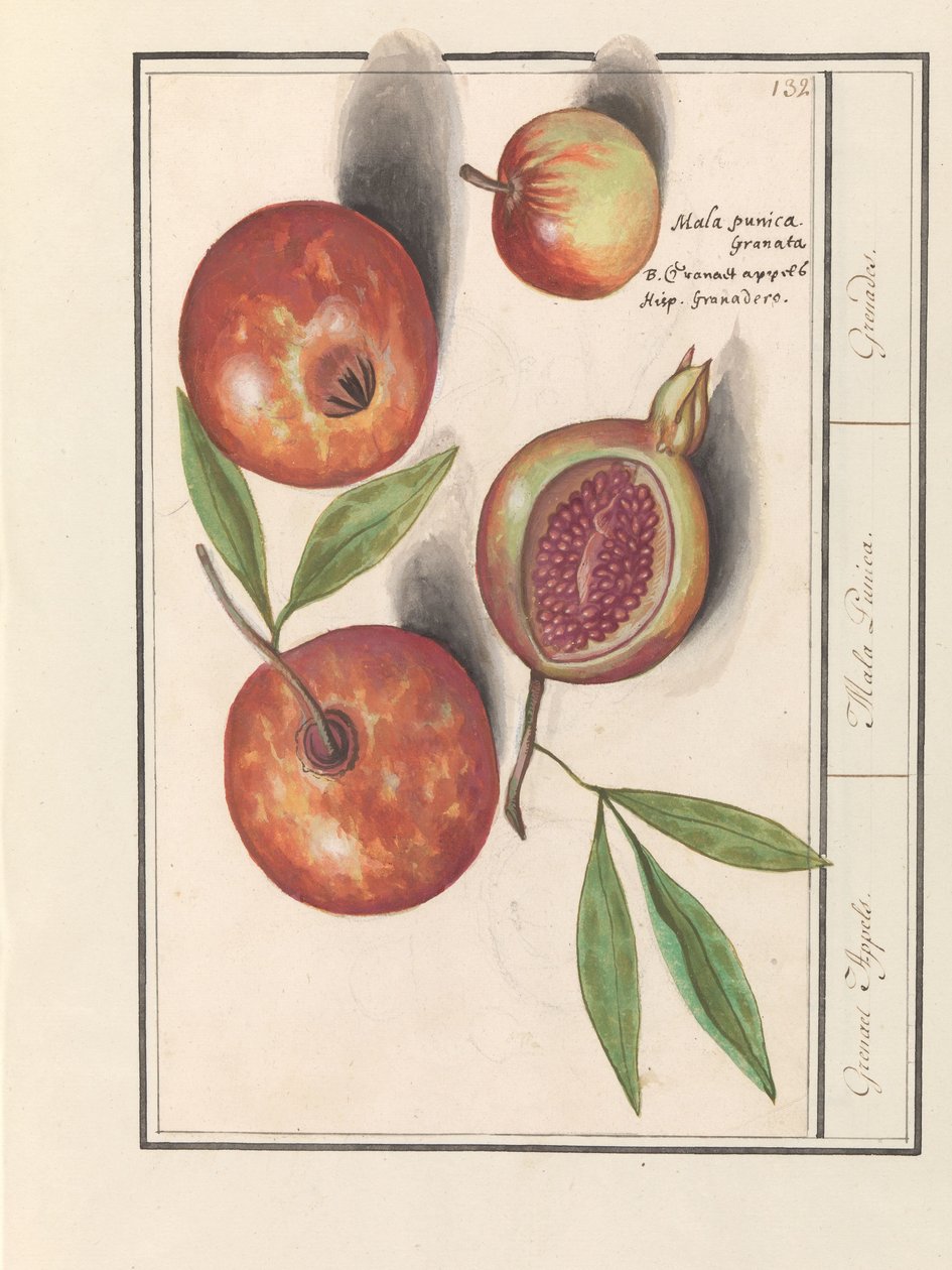 Granat (Punica granatum) Jabłka Grenaerta. / Mała Punica. / Granaty. (tytuł na obiekcie) autorstwa Anselmus Boëtius de Boodt