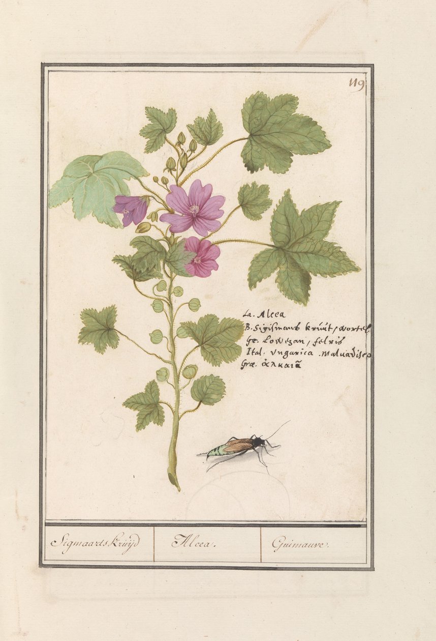 Malwa pospolita (Malva sylvestris) Ziele Sigmaarda / Alcea. / Guimauvre. (tytuł na obiekcie) autorstwa Anselmus Boëtius de Boodt