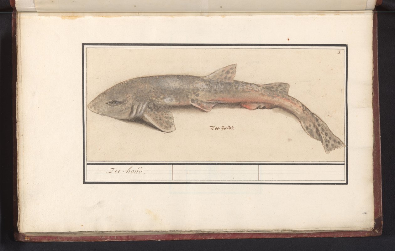 Koleń (Scyliorhinus canicula) Sea Hound (tytuł na obiekcie) autorstwa Anselmus Boëtius de Boodt