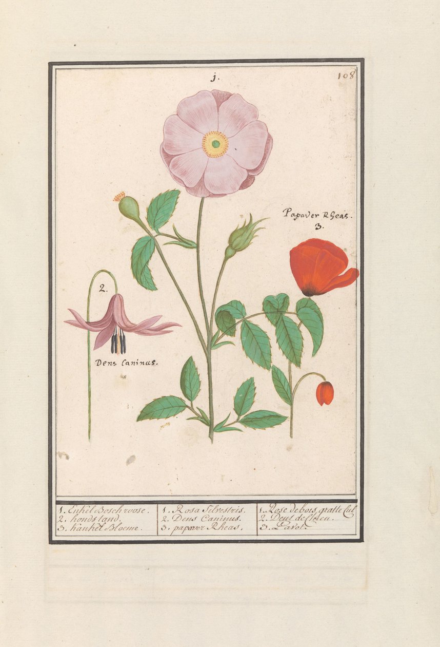 Ząb psa (Erythronium), dzika róża (Rosa) i mak (Poppy) 1. Tylko Bosch podniósł się. 2. stojak na psa. 3. Kankel Bloeme. / 1. Rosa Silvestris. 2. Dens Canisus 3. Mak nandu. / 1. Rose de bois gratte cul 2. Dent de Chien. 3. Pawt. (tytuł na obiekcie) autorstwa Anselmus Boëtius de Boodt