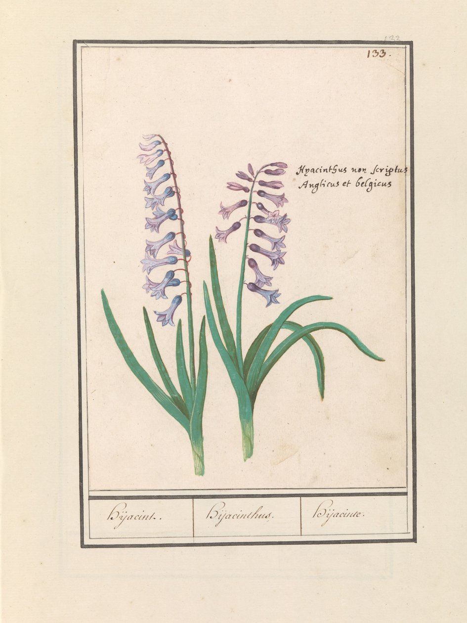 Hiacynt (Hyacinthus orientalis) Hijacin / Hiacynt / Hijacinte (tytuł na obiekcie) autorstwa Anselmus Boëtius de Boodt