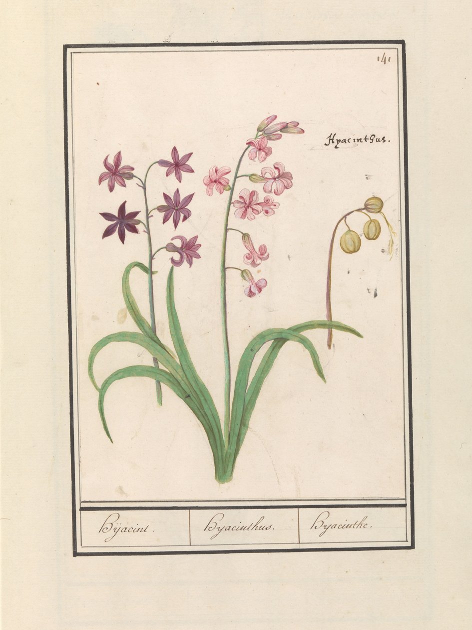 Hiacynt (Hyacinthus orientalis) Hijacin / Hiacynt / Hiacynt (tytuł na obiekcie) autorstwa Anselmus Boëtius de Boodt