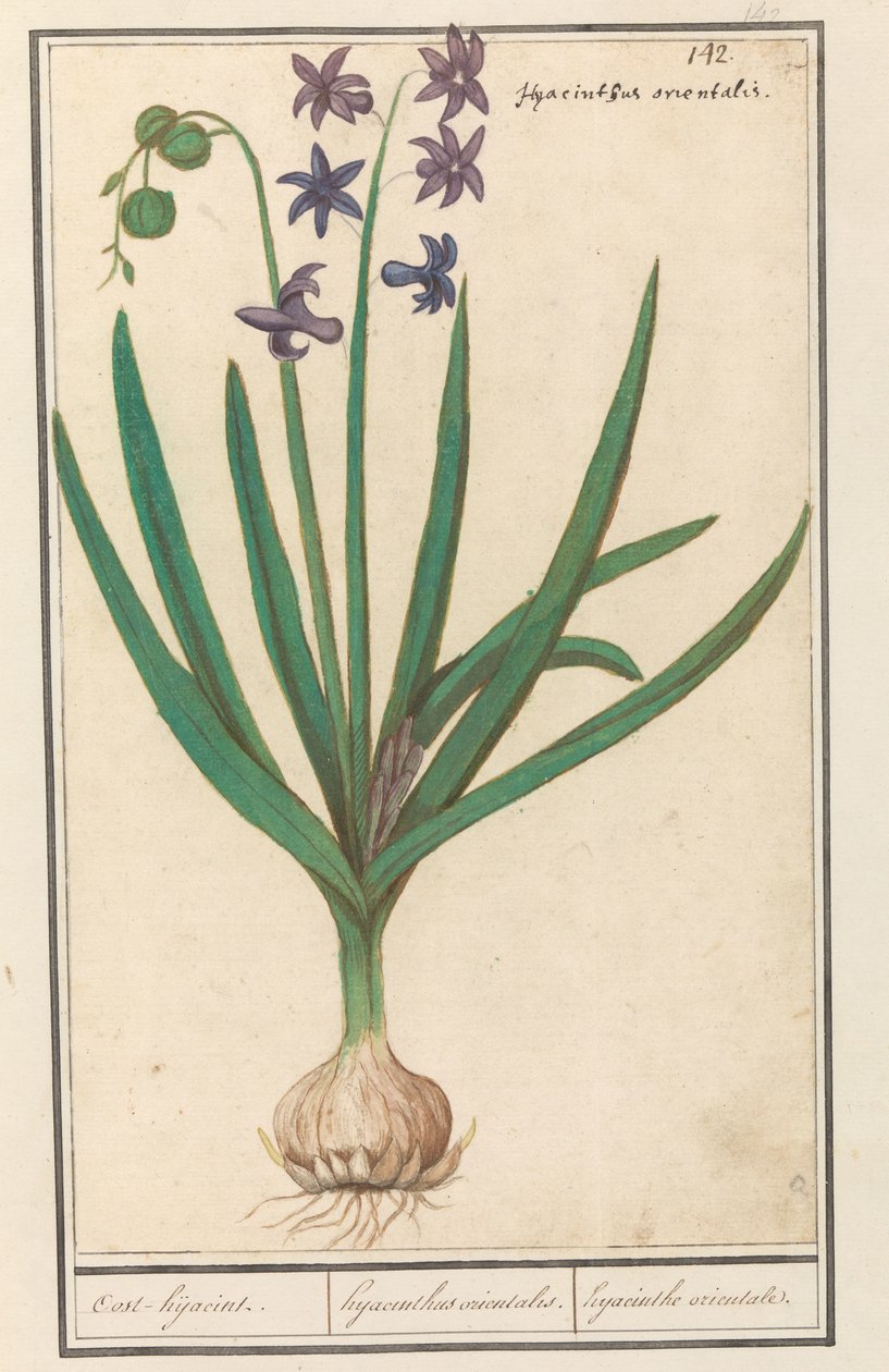 Hiacynt (Hyacinthus orientalis) Hijacinta Oost / Hiacynt orientalny. / hiacynt orientalny (tytuł na obiekcie) autorstwa Anselmus Boëtius de Boodt