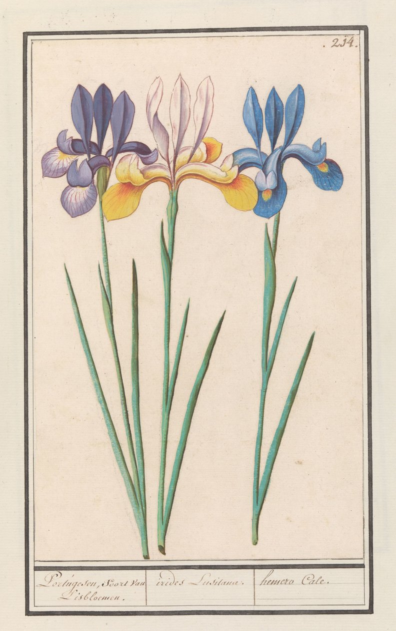Irys (kosaciec syberyjski) Portugalski, jak van Lisbloemen. / irydy Lusitanae. / Hemero Cale. (tytuł na obiekcie) autorstwa Anselmus Boëtius de Boodt