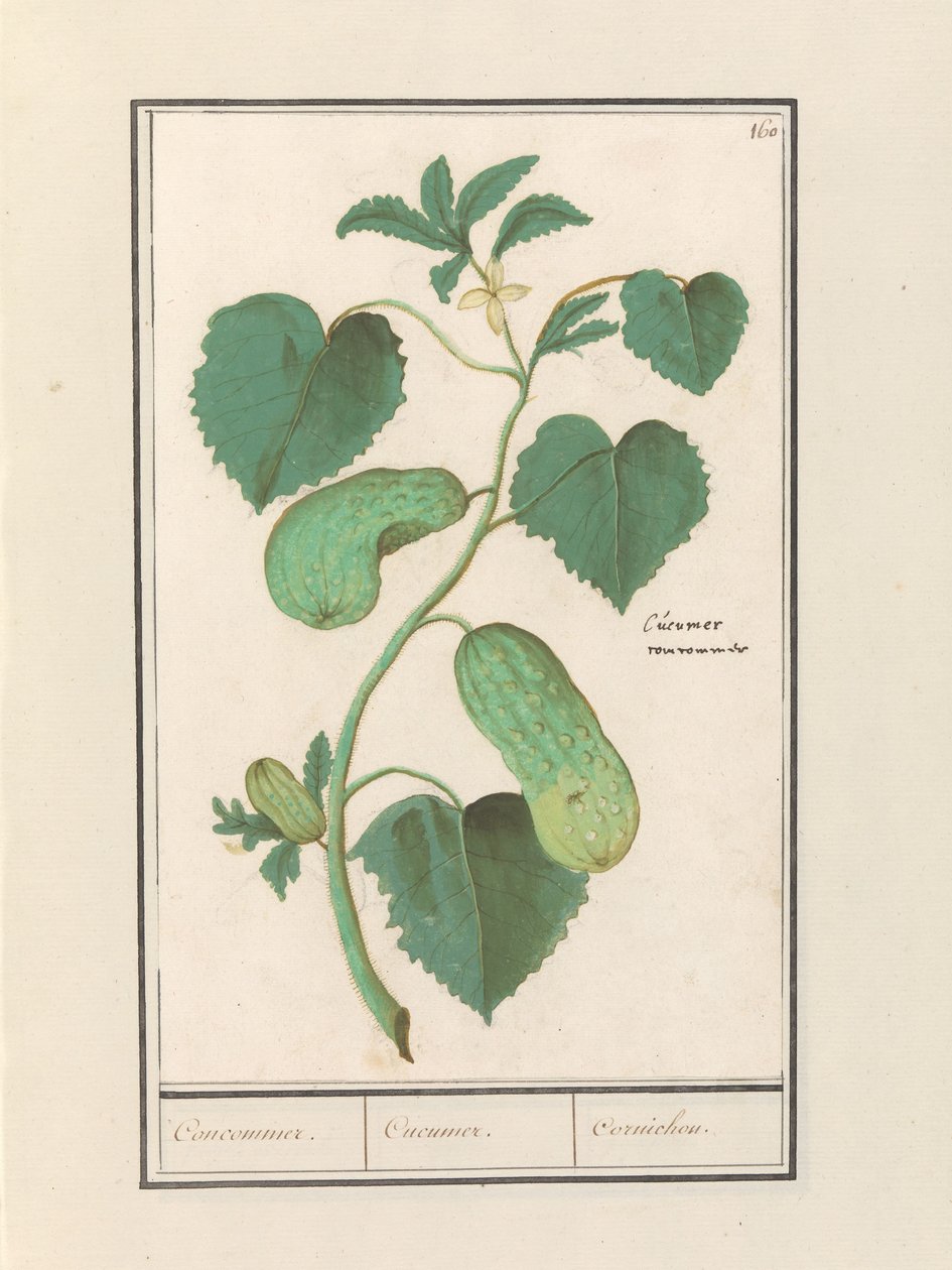 Komkommer (ogórek sativa) Komkommer. / Ogórek. / Cornichon. (tytuł na obiekcie) autorstwa Anselmus Boëtius de Boodt