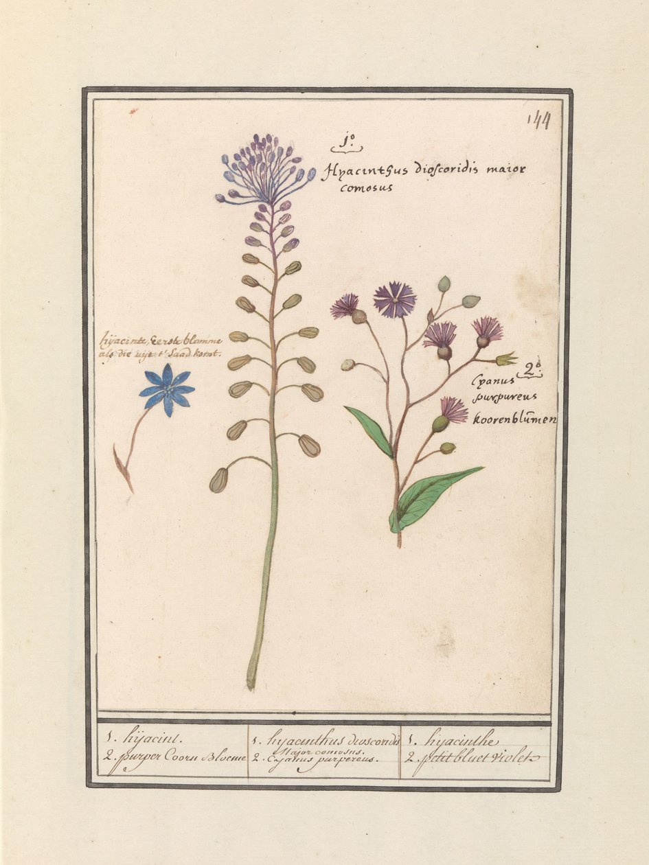 Kuifhyacint (Muscari comosum) en korenbloem (Centaurie) 1. Porwanie 2. fioletowy Coorn Bloeme / 1. diskorydy hiacyntu. Przystojny burmistrz. 2. Fioletowy kajan. / 1. hiacynt 2. petit bluet fioletowy (tytuł na obiekcie) autorstwa Anselmus Boëtius de Boodt