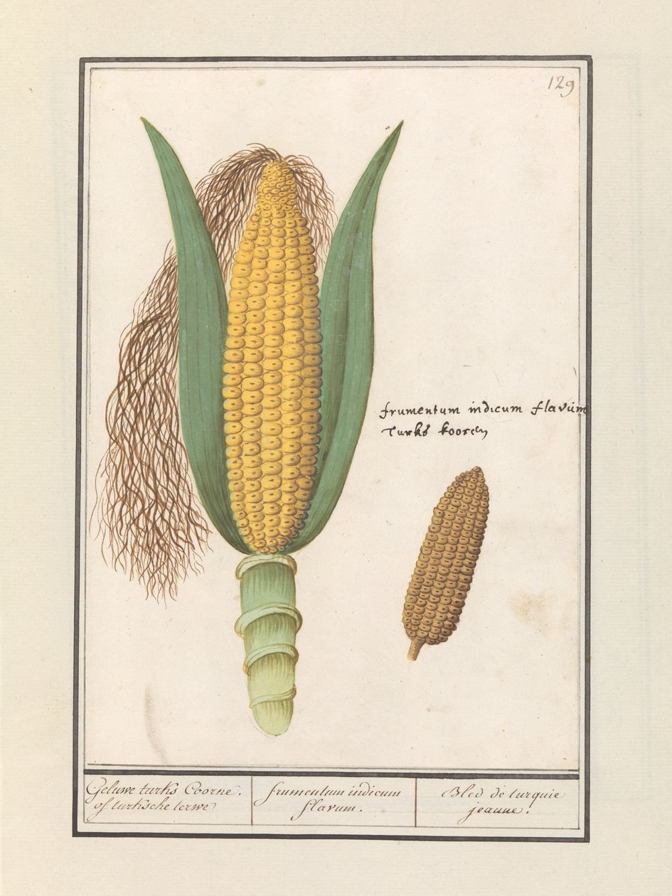 Kukurydza (Zea mays) Turcy Geluwe Coorne. tureckiego terwe / żółta kukurydza / Bled de turquie jeaune (tytuł na obiekcie) autorstwa Anselmus Boëtius de Boodt
