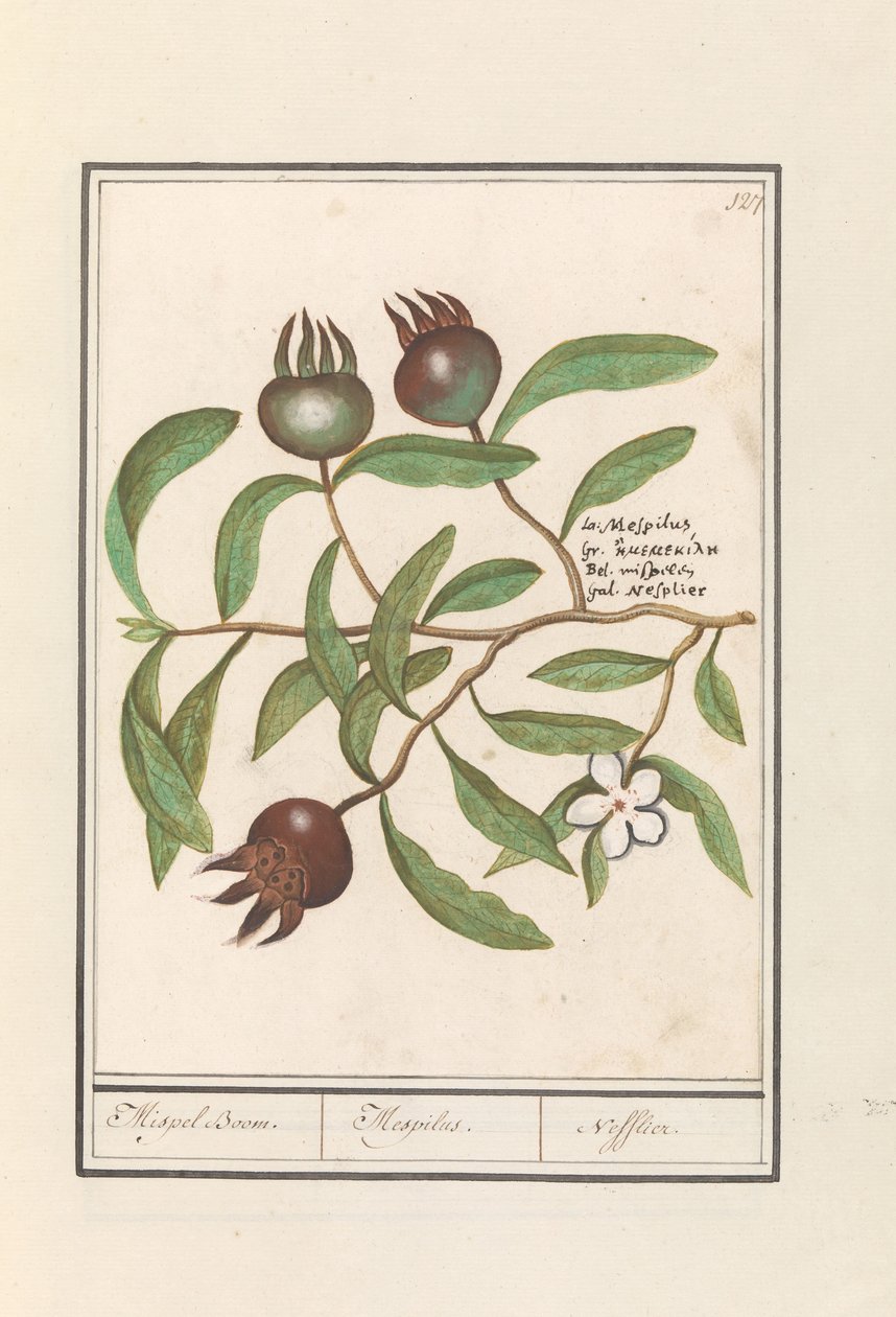 Nieszpułka (Mespilus germanica) Drzewo niesplik. / Mespilus. / Nefflier (tytuł na obiekcie) autorstwa Anselmus Boëtius de Boodt