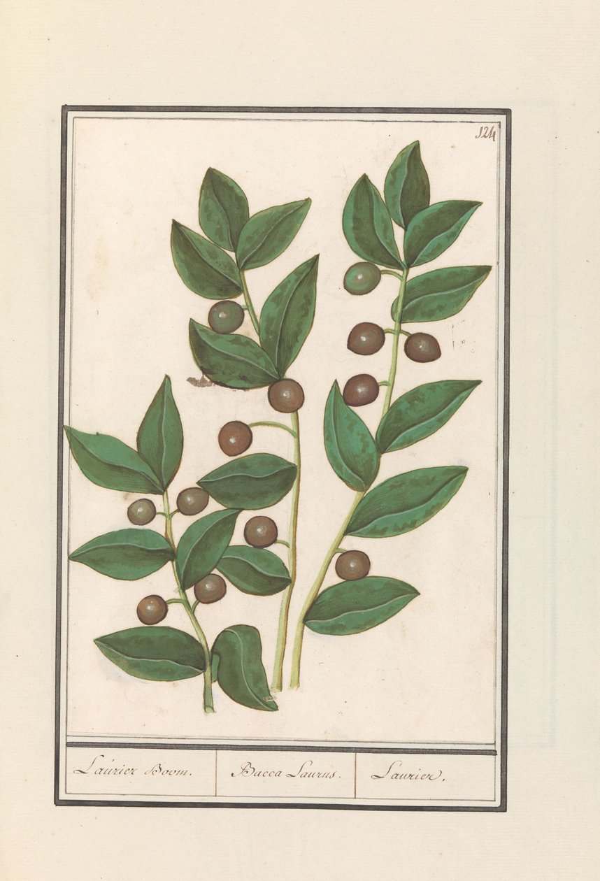 Oliwka (Olea europaea) Drzewo laurowe. / Bacca Laurus. / Laur (tytuł na obiekcie) autorstwa Anselmus Boëtius de Boodt