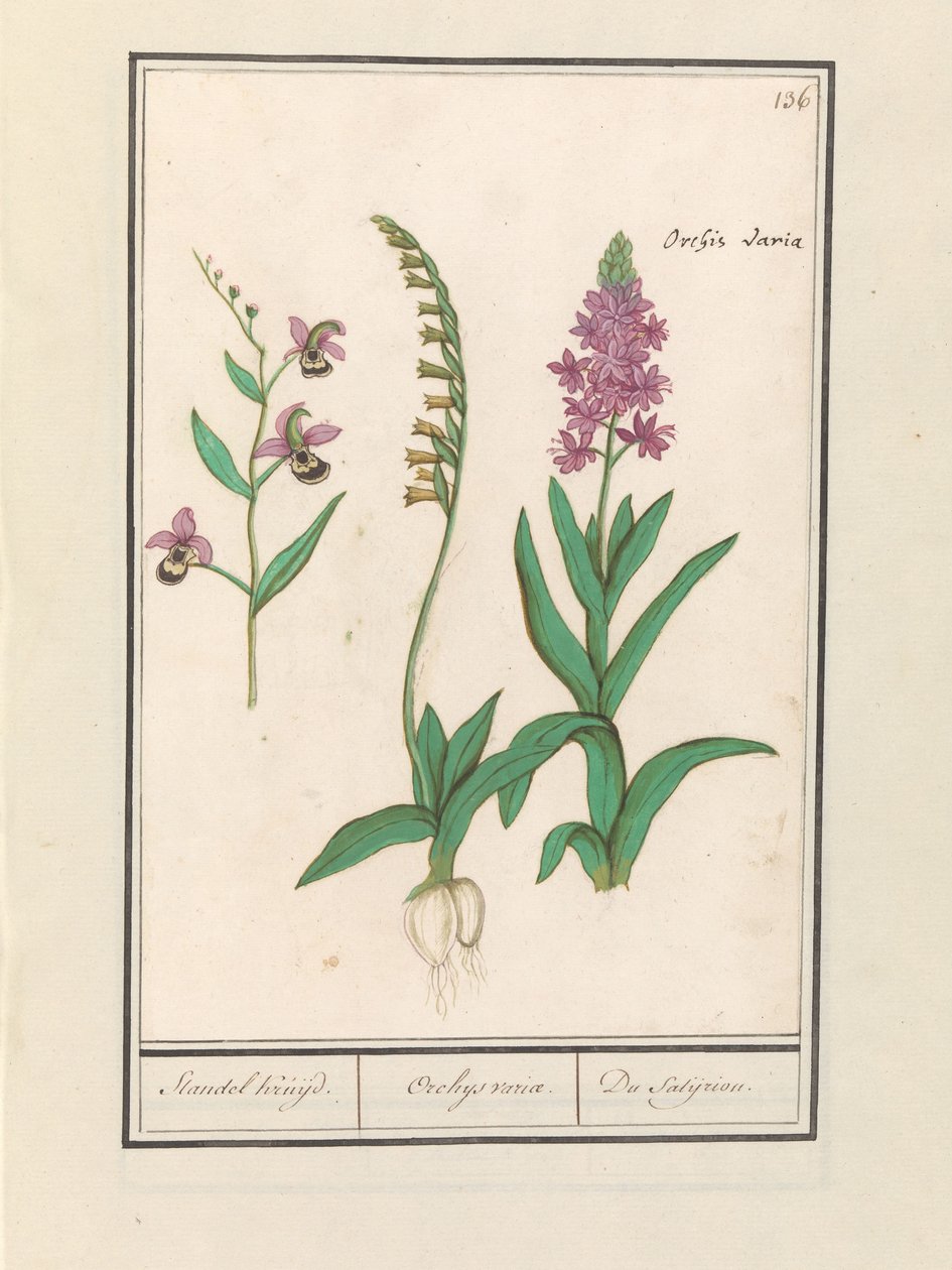 Storczykowate (Orchidaceae) Stendhal płynął. / Obrót Orchaeusa. / du satijrion. (Suma na obiekcie) autorstwa Anselmus Boëtius de Boodt