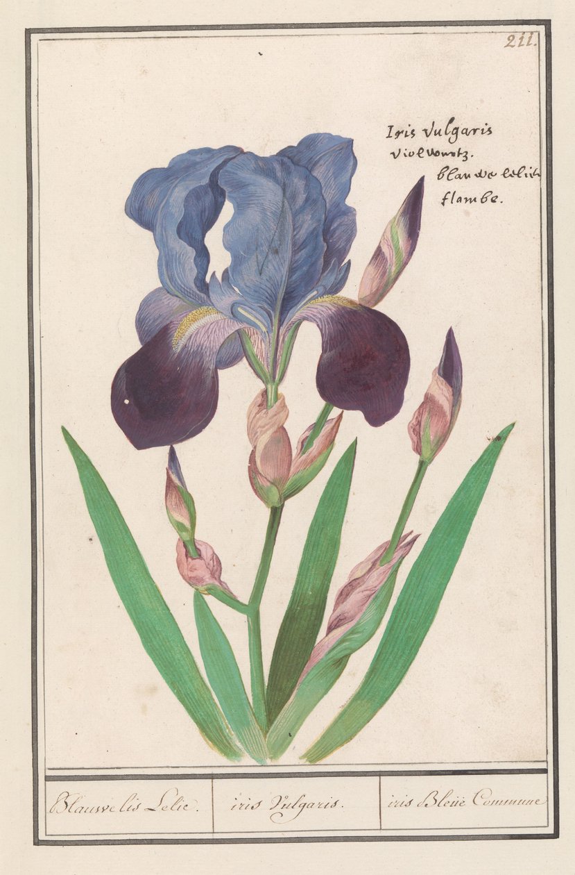 Fioletowa irys (Iris germanica) Niebieska lilia irysowa. / tęczówka pospolita. / Iris Blue Gmina (tytuł na obiekcie) autorstwa Anselmus Boëtius de Boodt