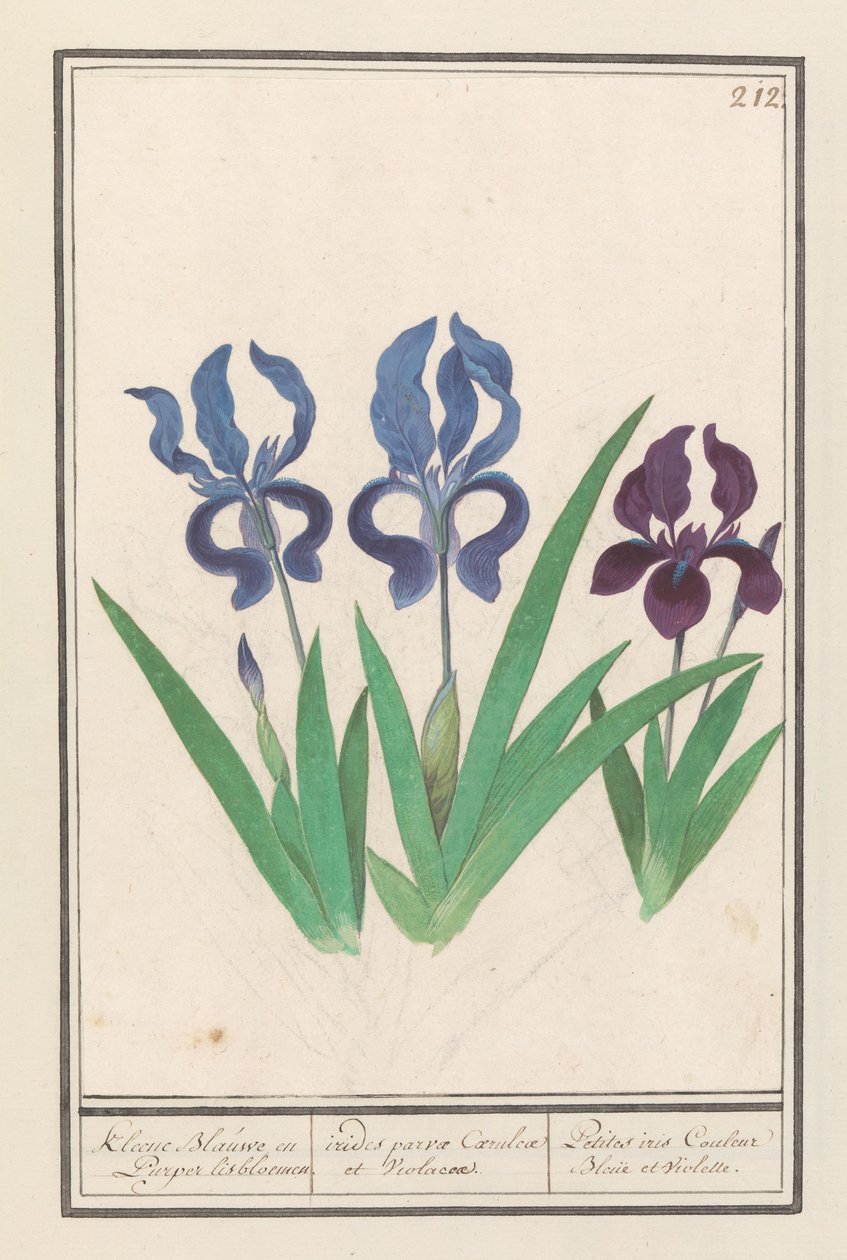 Irys gruszkowaty (Iris germanica) Kleene Blauwe en Puper lisbloemen / małe fioletowe i fioletowe tęcze. / Petites irises Couleur Bleue et Violette (tytuł na obiekcie) autorstwa Anselmus Boëtius de Boodt