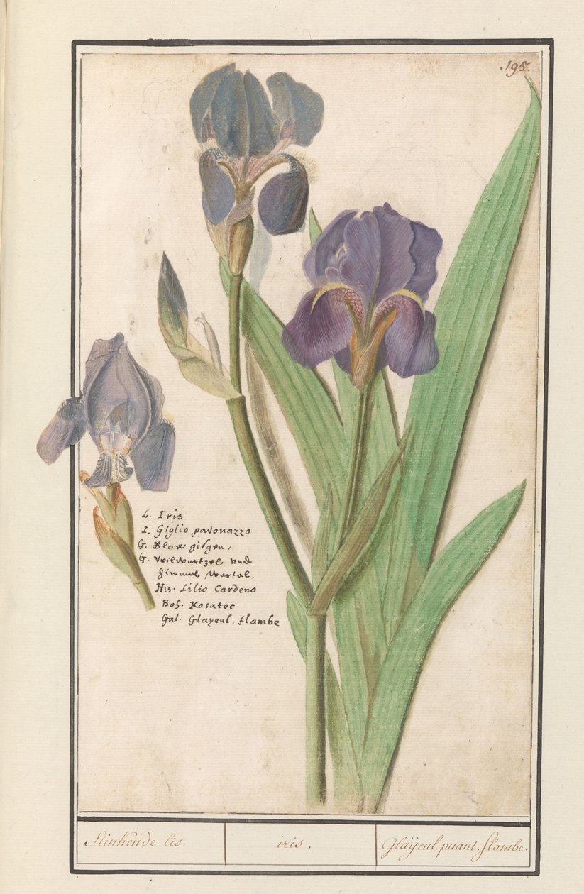 Irys gruszkowaty (Iris germanica) Śmierdzi Lis. /irys. / Śmierdzące mieczyki. płomienie. (tytuł na obiekcie) autorstwa Anselmus Boëtius de Boodt