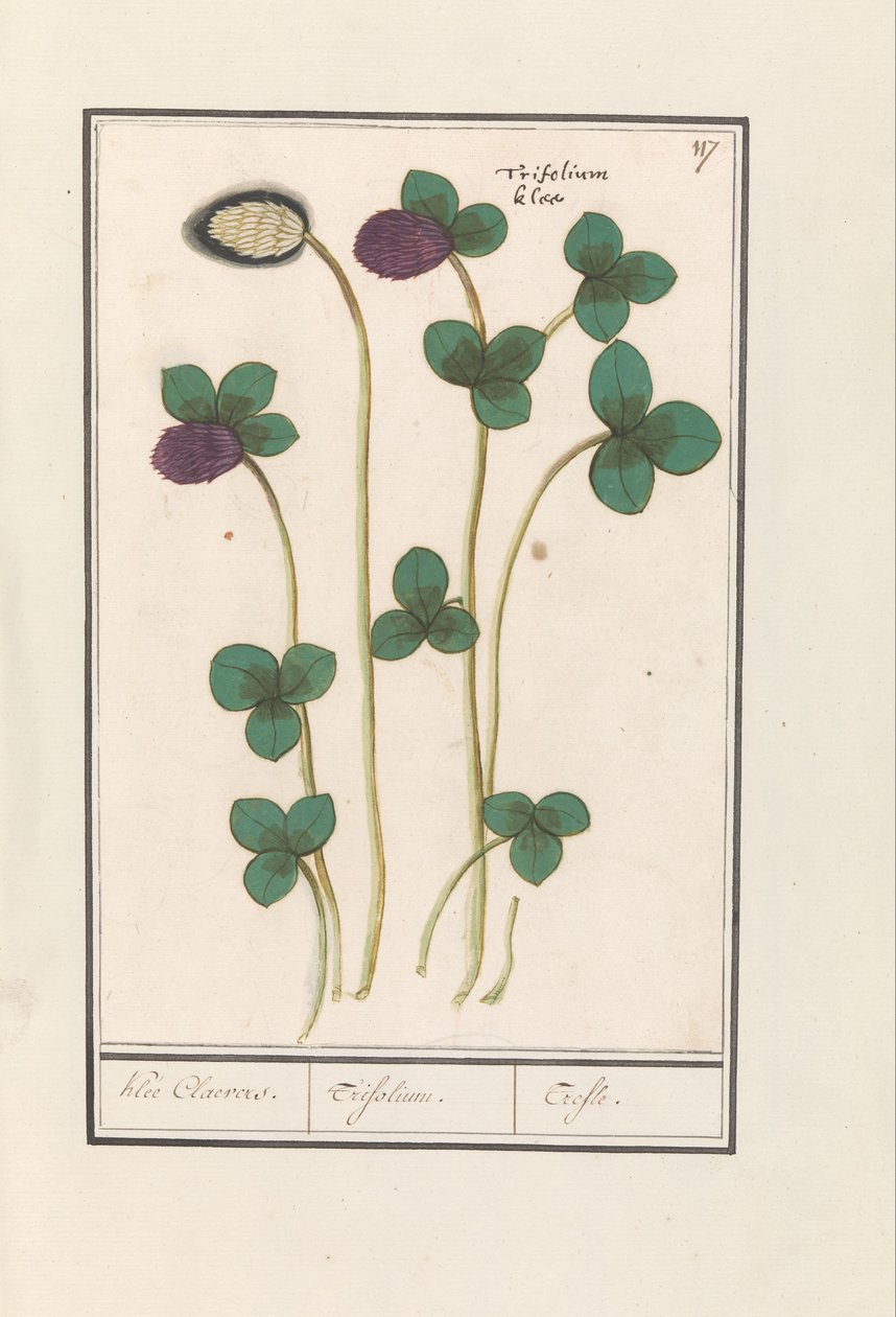 Koniczyna czerwona (Trifolium pratense) Klee Claevera. / Trifolium. / Trefle (tytuł na obiekcie) autorstwa Anselmus Boëtius de Boodt
