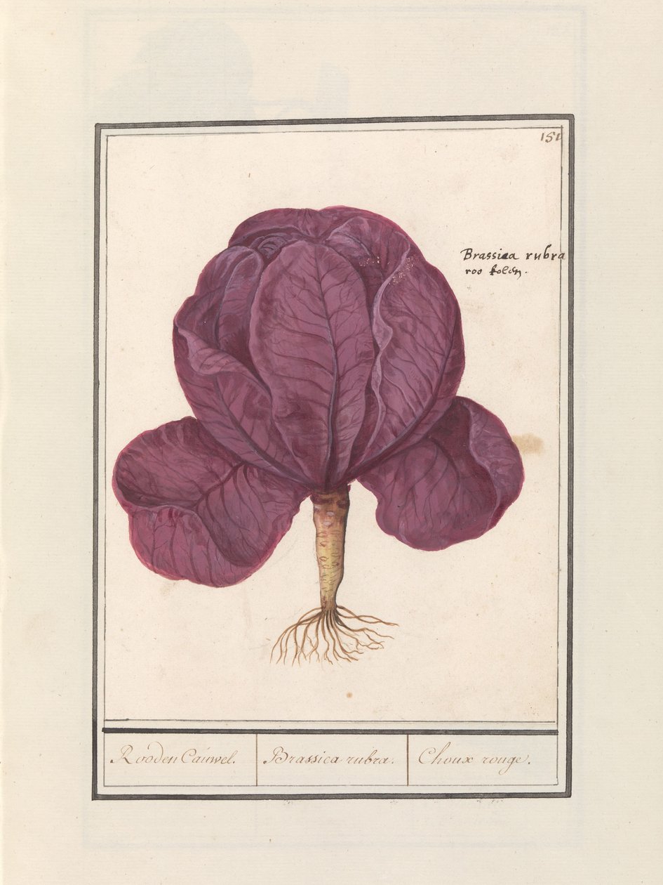 Kapusta czerwona (Brassica oleracea convar. capitata var. rubra) Czerwony Cauwel. / Brassica rubra. / Choux rouge (tytuł na obiekcie) autorstwa Anselmus Boëtius de Boodt