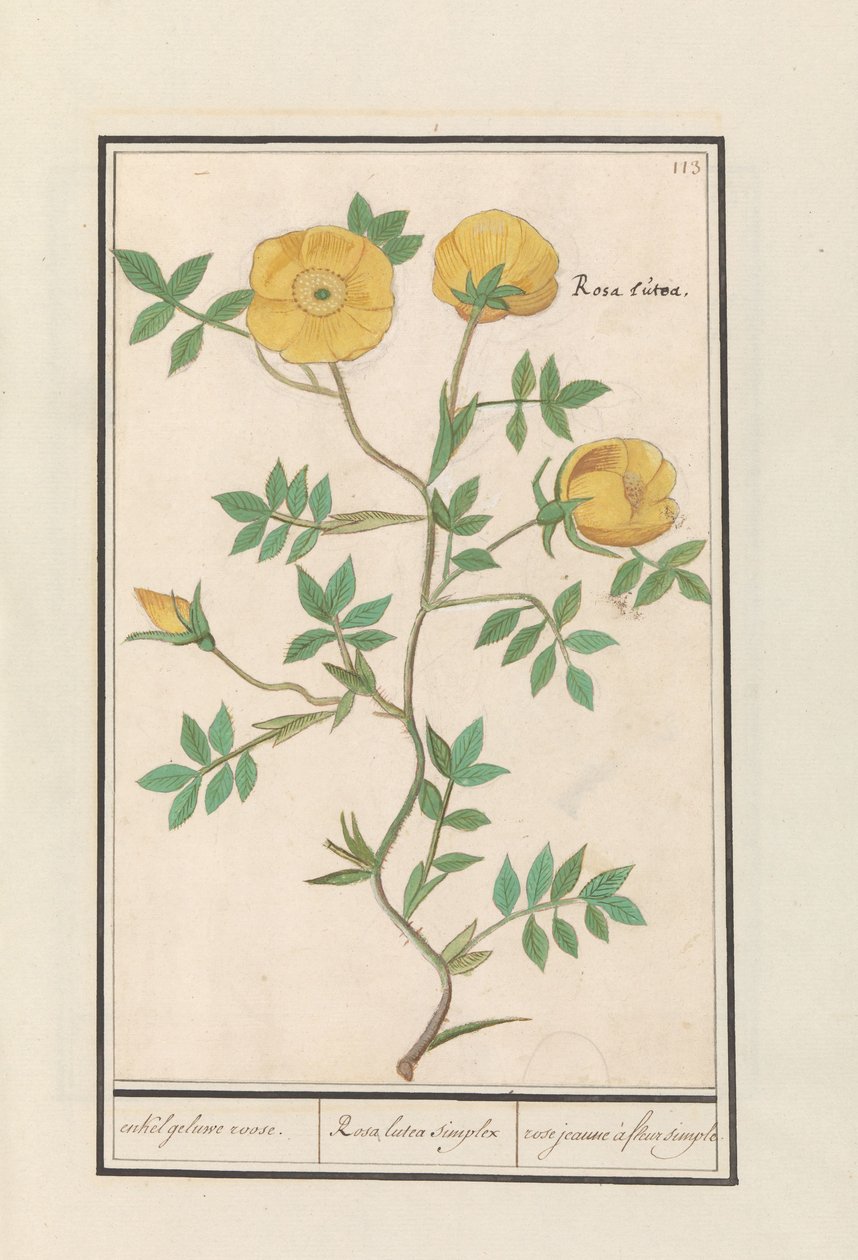 Róża (Rosa) pojedyncza żółta róża. / Rosa lutea simplex / rose jeaune à fleur simple (tytuł na obiekcie) autorstwa Anselmus Boëtius de Boodt