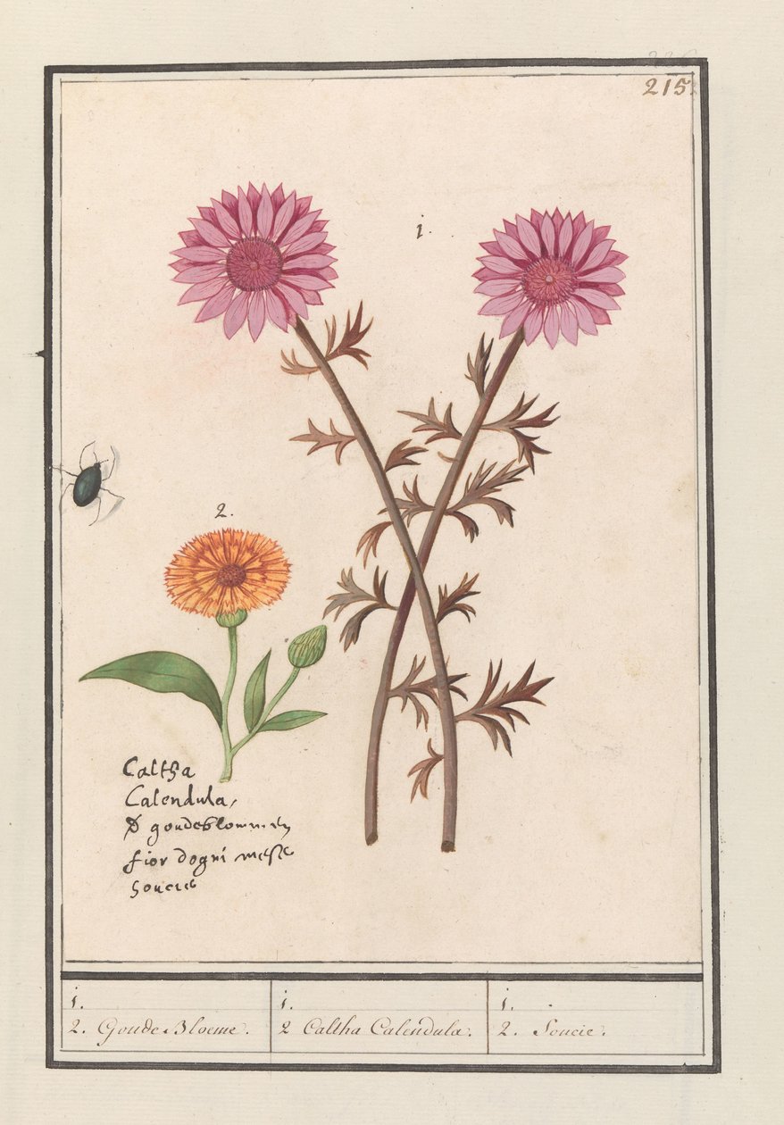 Różowy kwiat (nieznany) i nagietek (Calendula officinalis) 1. 2. Złote kwiaty. / 1. 2. Caltha Nagietek. / 1. 2. Socie. (tytuł na obiekcie) autorstwa Anselmus Boëtius de Boodt