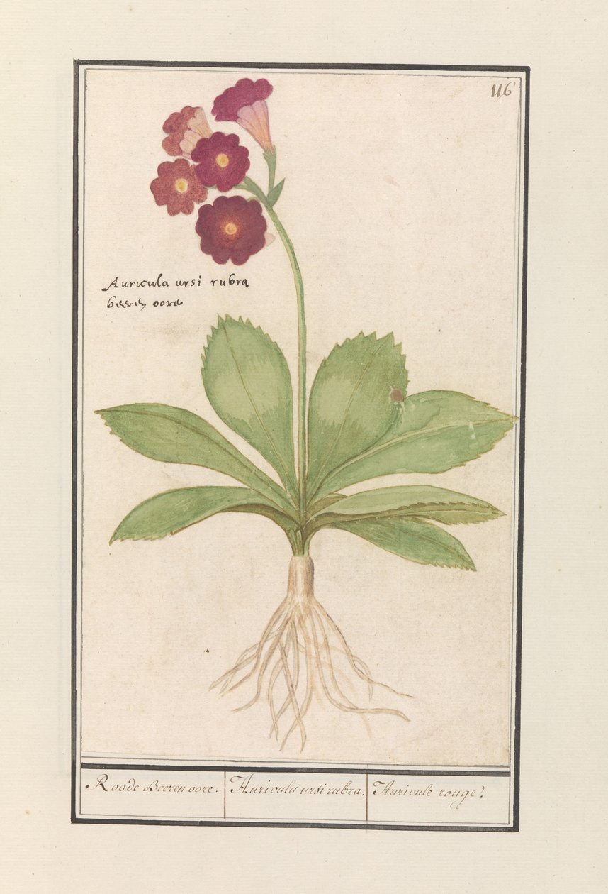 pierwiosnek (pierwiosnek) Czerwone uszy niedźwiedzia. / Auricula ursi rubra. / Auricule rouge (tytuł na obiekcie) autorstwa Anselmus Boëtius de Boodt