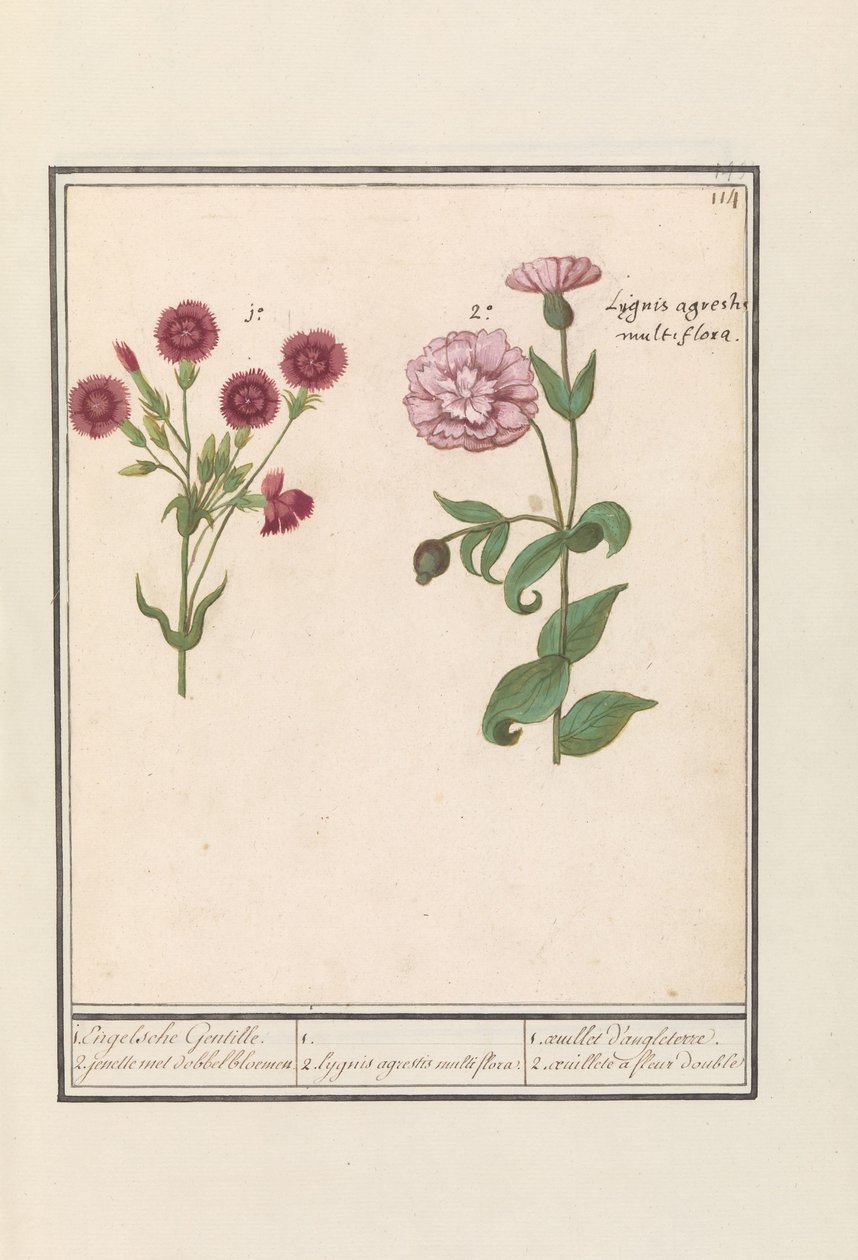 Dwa goździki (Dianthus) 1. Angielski goj. 2. jenelle z kwiatami w kostkę / 1. 2. Lygnis agrestis multiflora. / 1. oeuillet d