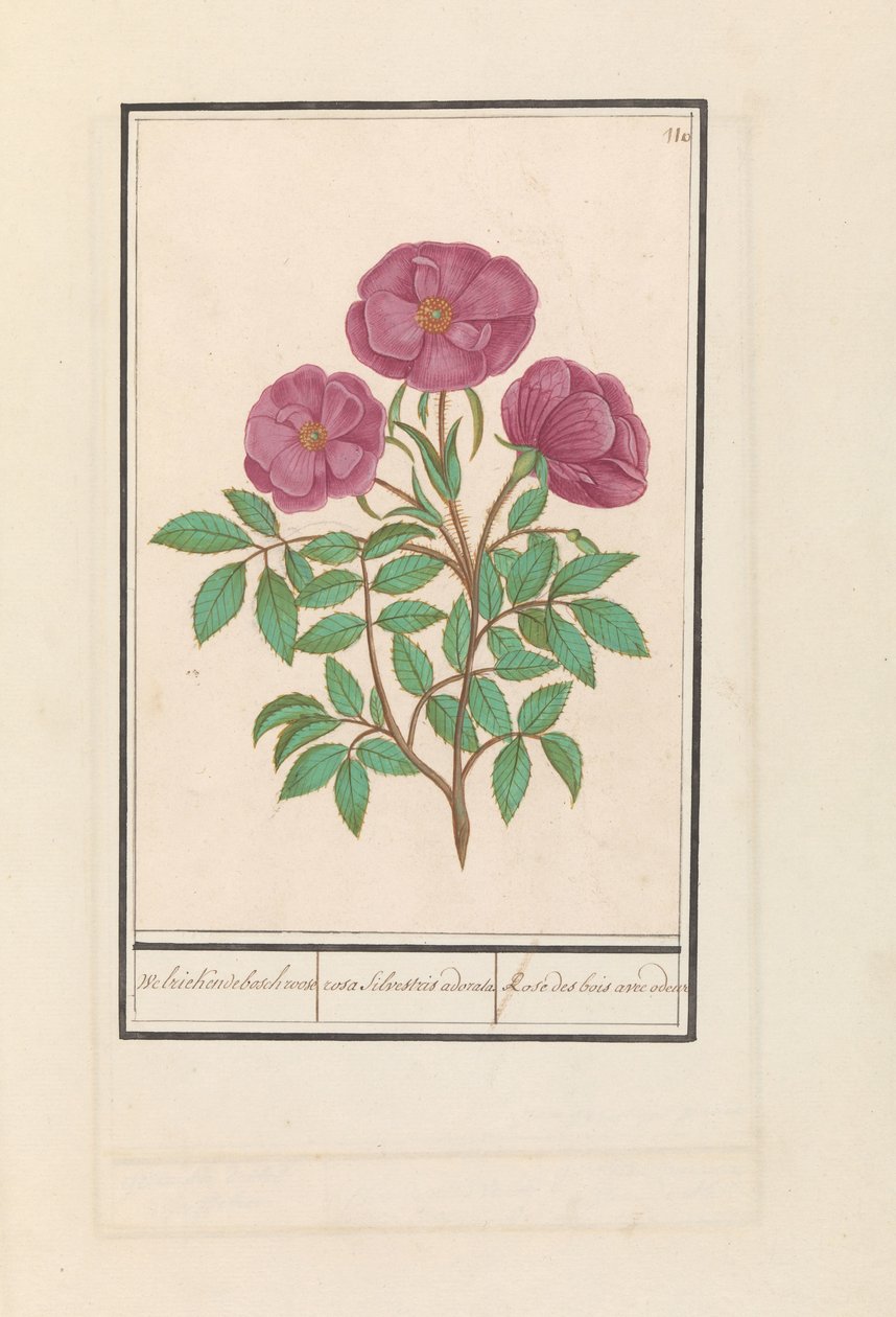 Wilde Roos (Rosa) Welriekende bosch roose / rosa silverstris adorata. / Leśna róża z zapachem (tytuł na obiekcie) autorstwa Anselmus Boëtius de Boodt