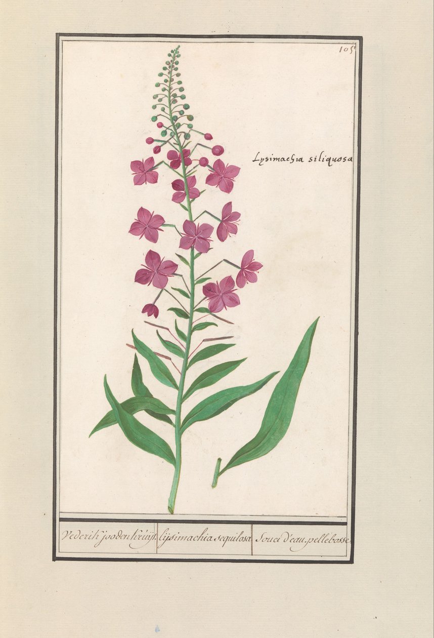 Fireweed (Chamerion angustifolium) Znowu Żydzi Kruyt. / lysimachia sequilosa / Souci d